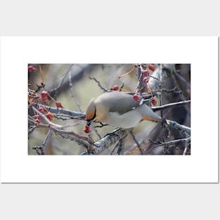 Bohemian Waxwing. Posters and Art